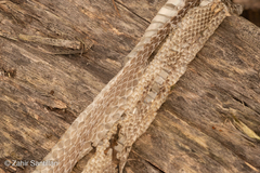 Serpentes