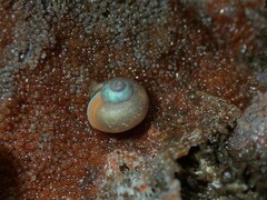 Margarites helicinus