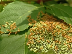 Thyrassia