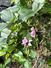 Canavalia cathartica