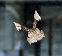 Monobolodes pernigrata