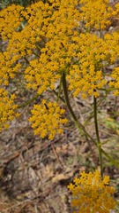 Heptaptera anisoptera