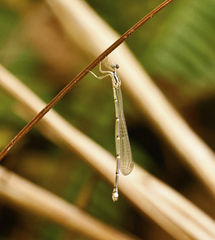 Labidiosticta vallisi