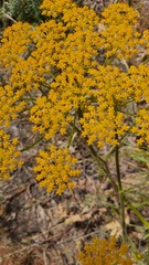 Heptaptera anisoptera