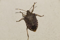 Halyomorpha halys