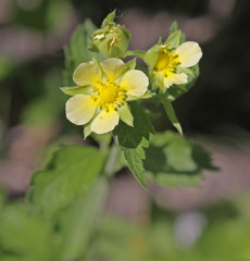 Drymocallis deseretica