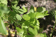 Drymocallis deseretica
