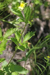 Drymocallis deseretica