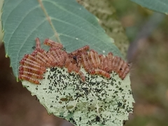 Thyrassia