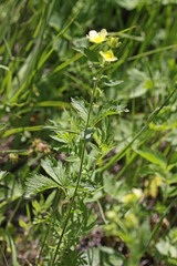 Drymocallis deseretica
