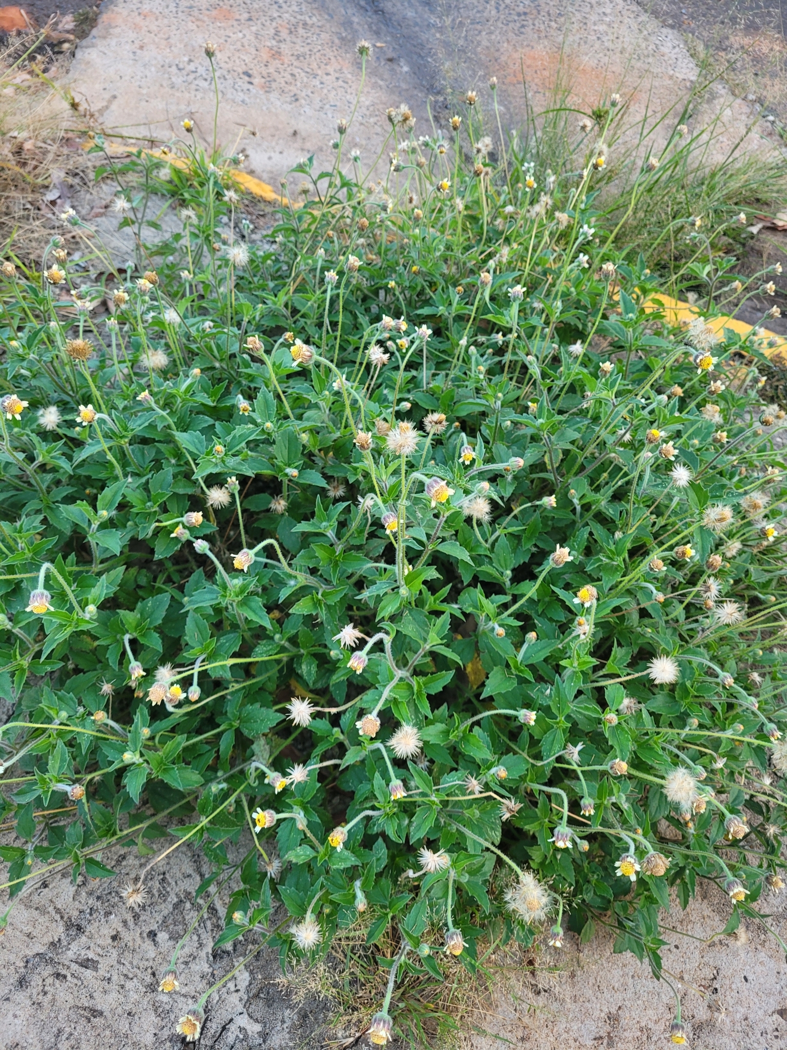 Tridax procumbens