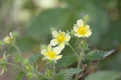 Drymocallis deseretica