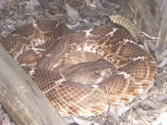 Crotalus ruber