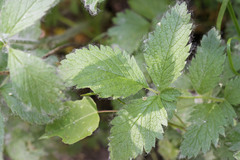 Drymocallis deseretica