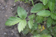 Drymocallis deseretica
