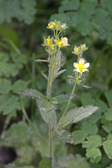 Drymocallis deseretica