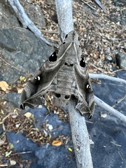 Madoryx oiclus