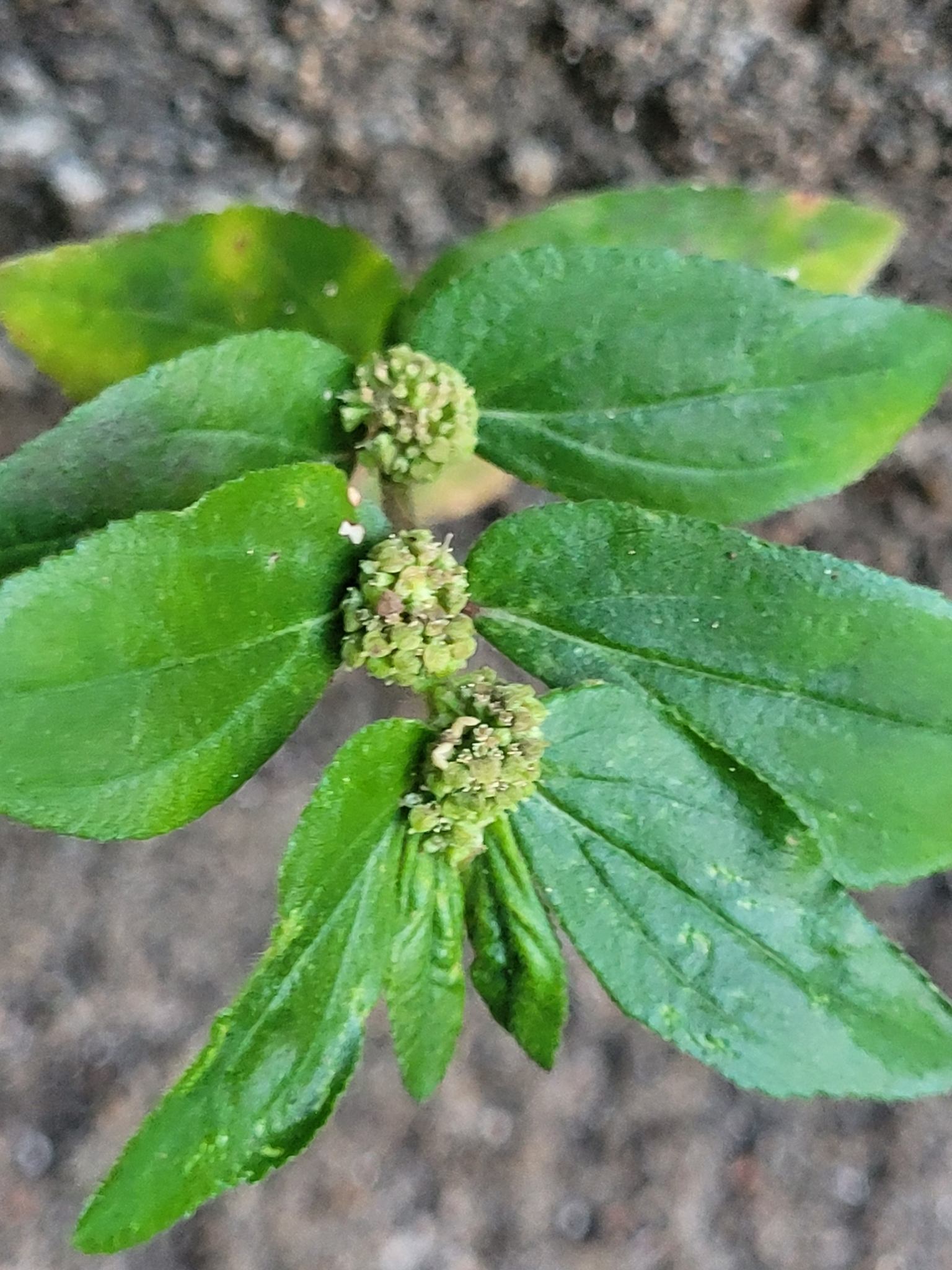 Euphorbia hirta