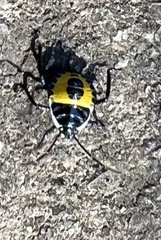 Commius elegans