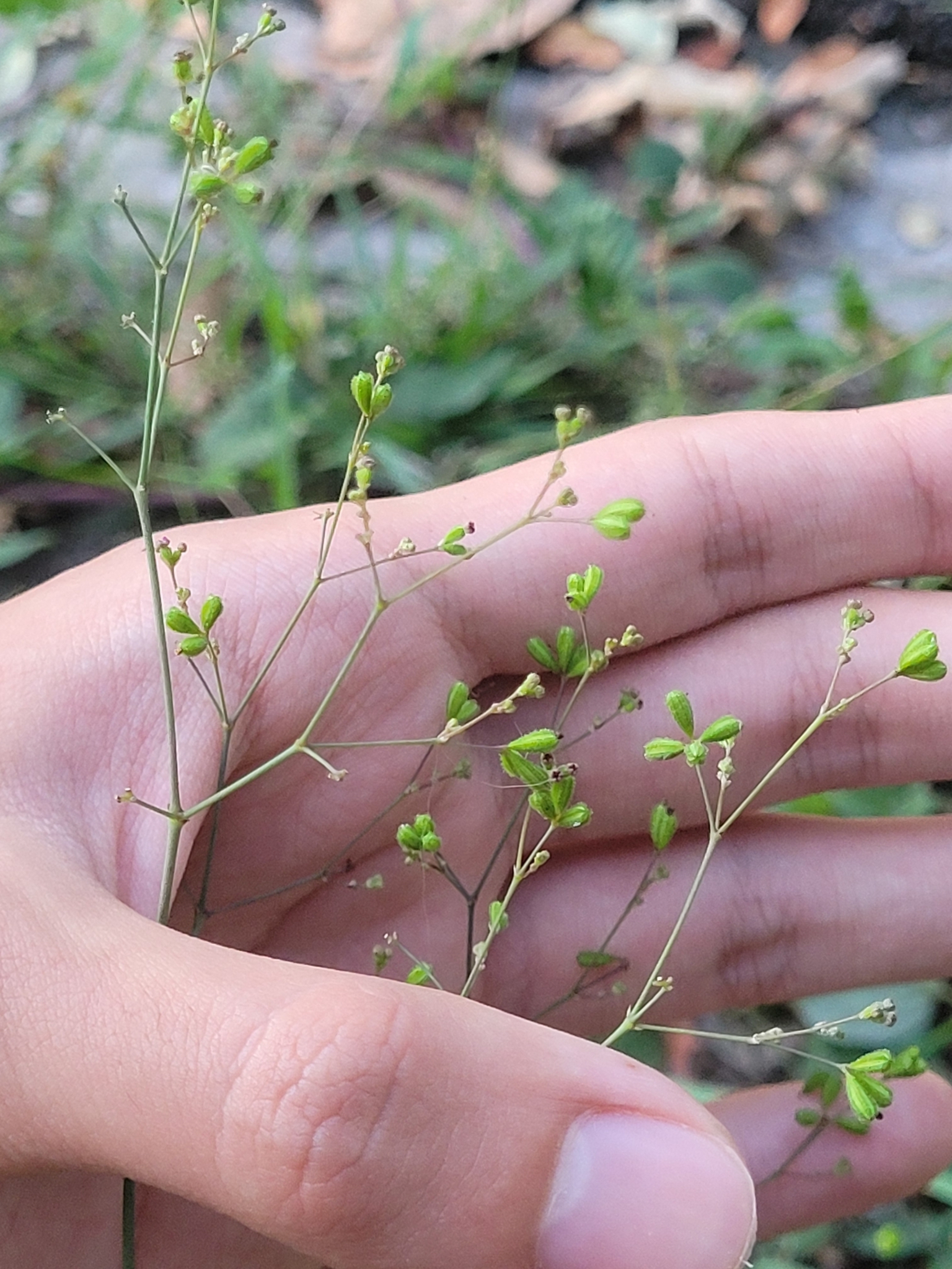 Boerhavia diffusa