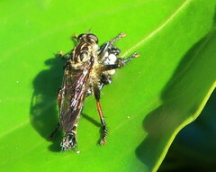 Neoitamus melanopogon