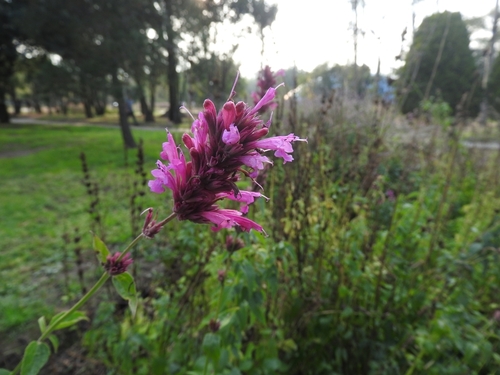 Image of Agastache mexicana by (c) Sebastián de Jesús Herrera Buenfil, some rights reserved (CC BY)