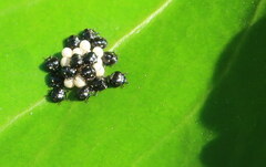 Neoitamus melanopogon