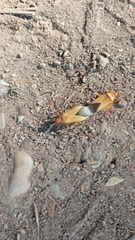 Dysdercus