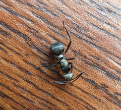 Polyrhachis daemeli