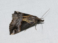 Hypena indicatalis