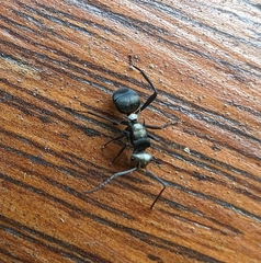 Polyrhachis daemeli