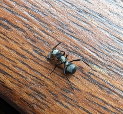 Polyrhachis daemeli