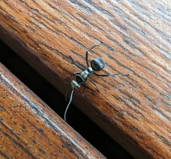 Polyrhachis daemeli