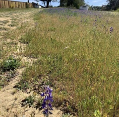 Lupinus nanus