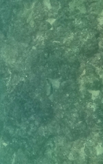 Rhinecanthus rectangulus