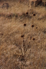 Leonotis nepetifolia nepetifolia