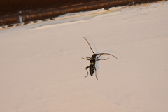 Ambonus distinctus