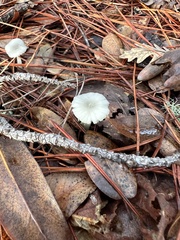 Marasmius calhouniae