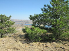 Pinus flexilis