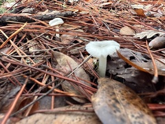 Marasmius calhouniae