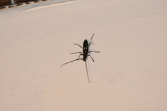 Ambonus distinctus