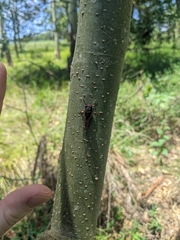 Birrima castanea