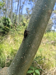 Birrima castanea