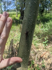 Birrima castanea