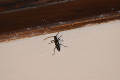 Ambonus distinctus