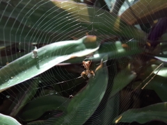 Micrathena