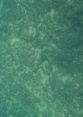 Acanthurus olivaceus