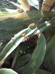 Micrathena