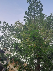 Neolamarckia cadamba