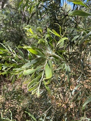 Acacia rubida